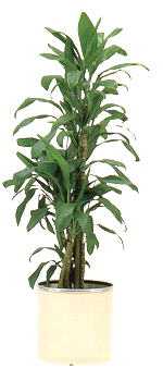 アオノセンネンボク