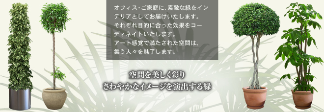 観葉植物レンタル