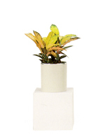 アケボノクロトン